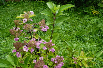 Hydrangea starting tentatively to bloom in summer