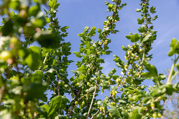 green berries on gooseberry bushes against a blue sky