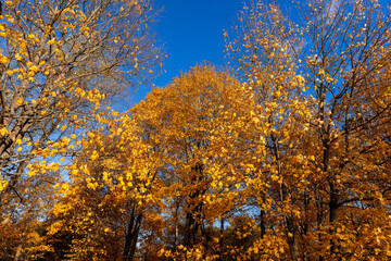 autumn park with colorful maple trees in sunny weather