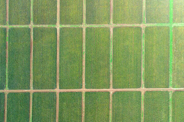 Aerial view of pineapple plantation, green feild