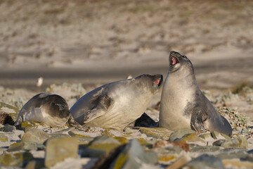 Fototapeta premium Recently weaned Southern Elephant Seal pups (Mirounga leonina) play fighting on Sea Lion Island in the Falkland Islands.