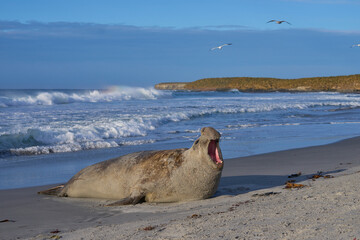 Male Southern Elephant Seal (Mirounga leonina) makes its presence known by roaring on Sea Lion...