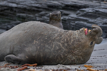 Male Southern Elephant Seal (Mirounga leonina) on Sea Lion Island in the Falkland Islands.