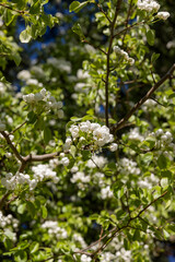 a branch of a flowering pear with green foliage