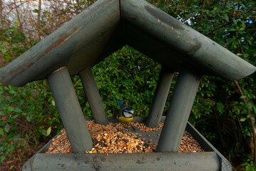 Beautiful small garden feeding in winter time in bird feeder. Snowy winter day on garden. Wooden bird feeder in the form of a house on winter garden. Behavior of birds at feeder with seeds.