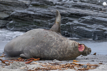 Male Southern Elephant Seal (Mirounga leonina) shows its annoyance at being pestered Tussacbird...