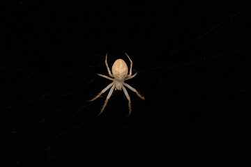 spider on the web with black background 