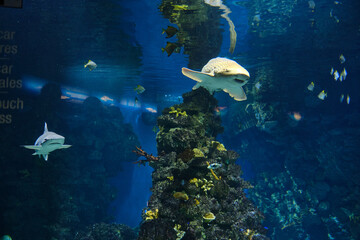 sharks at the barcelona aquarium.