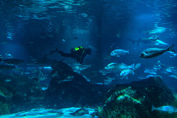 Fototapeta na wymiar diver in barcelona aquarium