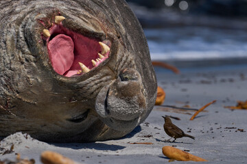 Male Southern Elephant Seal (Mirounga leonina) shows its annoyance at being pestered Tussacbird...