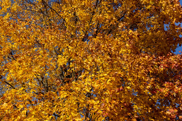 beautiful and bright orange maple foliage in autumn