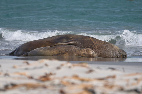 Southern Elephant Seals (Mirounga leonina) mating in the surf on Sea Lion Island in the Falkland Islands.