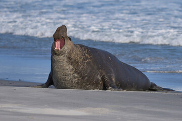Male Southern Elephant Seal (Mirounga leonina) makes its presence known by roaring on Sea Lion...