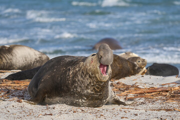Male Southern Elephant Seal (Mirounga leonina) makes its presence known by roaring on Sea Lion...