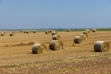 stacks of wheat straw in the field after harvest