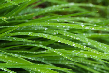 Fototapeta na wymiar Daylilies leaves with drop of dew in morning. Green leaves hemerocallis, selective focus.