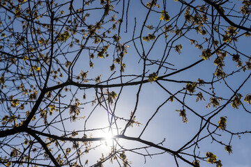 a flowering maple tree in the spring season, a spring park