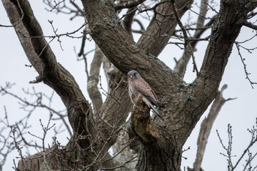 Naklejka na ściany i meble kestrel a bird of prey species belonging to the kestrel group of the falcon family perched in a tree