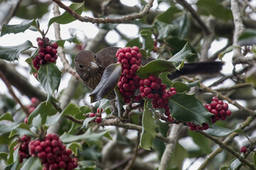 female blackbird sitting amongst red holly berries
