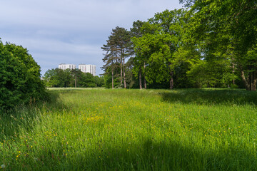 Obraz premium City Park. Green grass, yellow flowers, trees. In the distance are two tall houses. Sunny day