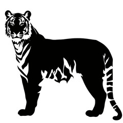 tiger  