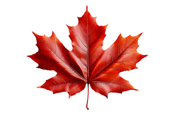 A red maple leaf on a PNG background.AI generative.