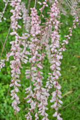 In the spring, tamarix grows in nature