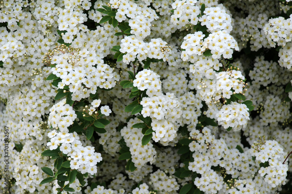 Sticker spiraea blooms in the garden.