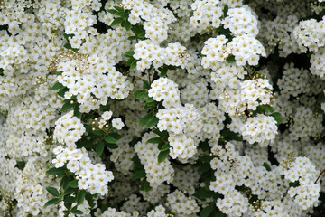 Spiraea blooms in the garden.