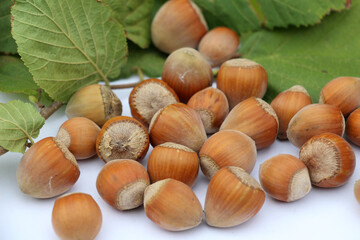 Harvest of ripe hazel fruits