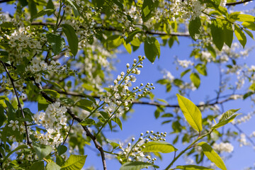 a flowering cherry tree in the spring season, a spring park