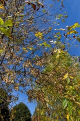 ash foliage changing color from green to yellow-orange