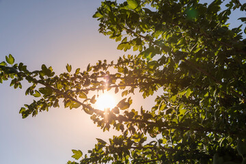 green foliage and unripe gooseberry fruits