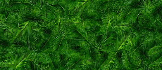 Crédence de cuisine en verre imprimé Herbe green grass background