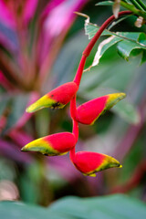Heliconia, Costa Rica