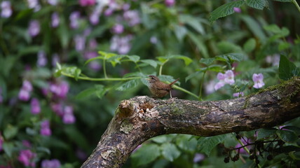 Eurasian wren singing in the woods