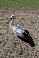 white stork on the beach