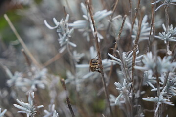 Bee in winter on lavender