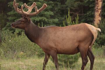 Male Elk Walking in the Grass