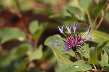 Mountain Cornflower