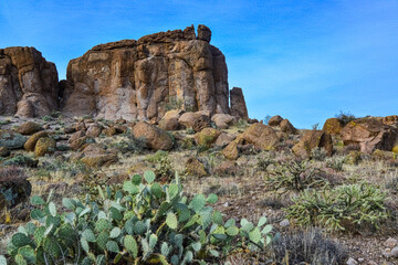 Pancake prickly pear, dollarjoint prickly pear (Opuntia chlorotica), cacti in the winter in the...