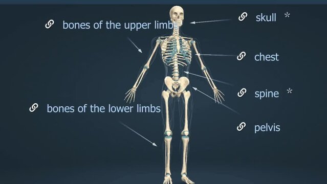 anatomy of human skeleton