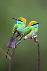 blue tailed bee eater