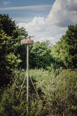 Storchennest auf einem aufgestellten Nistplatz, Niederlande