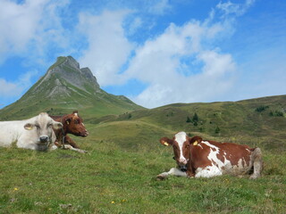 Fototapeta na wymiar cows in front of the Damulser Mittagspitze mountain, Voralberg, Austria
