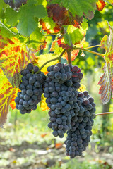 Blue grapes Pinot Noir in autumn vineyard, Southern Moravia, Czech Republic