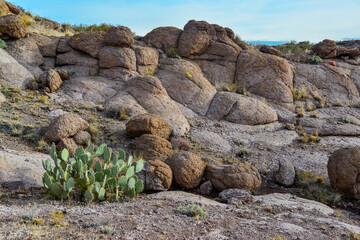 Fototapeta na wymiar Arizona Cacti, Engelmann prickly pear, cactus apple (Opuntia engelmannii), cacti in the winter in the mountains