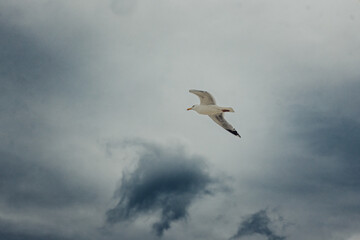 Weiße Möwe fliegt über das Meer (Domburg, Zeeland, Niederlande)