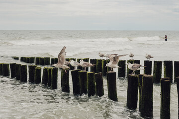 Möwen auf den Buhnen am Strand von Domburg (Zeeland, Niederlande) bei stürmischem Wetter