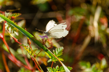 Butterfly over a flower